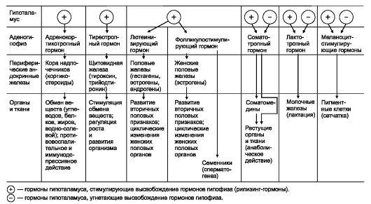 Читать онлайн книгу Железы внутренней секреции - Рудольф Самусев бесплатно. 1-я