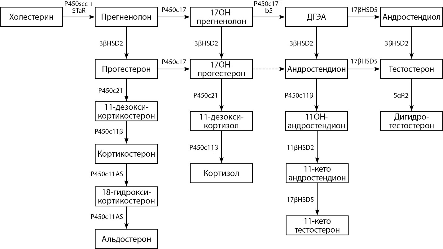 Стероидогенез схема с ферментами