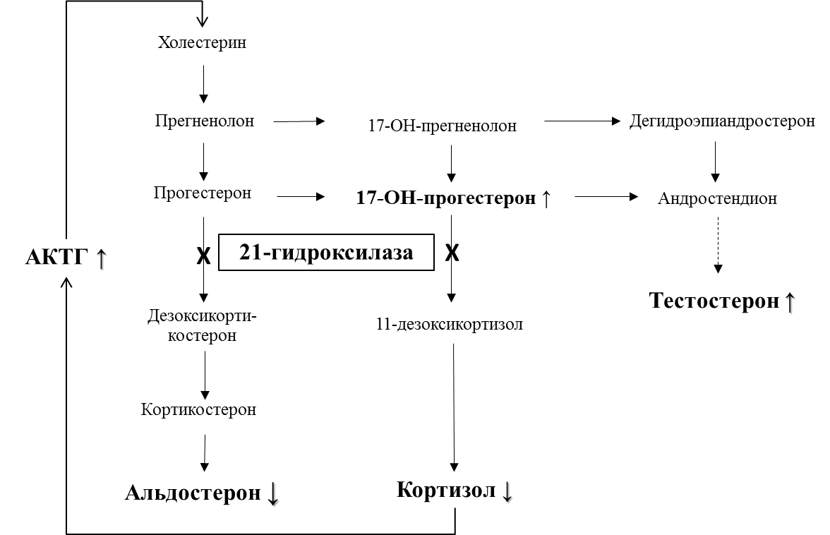 Надпочечники у детей дисфункция. Схема патогенеза врожденной гиперплазии коры надпочечников. Патогенез врожденного адреногенитального синдрома. Адреногенитальный синдром патогенез. Патогенез адреногенитального синдрома схема.