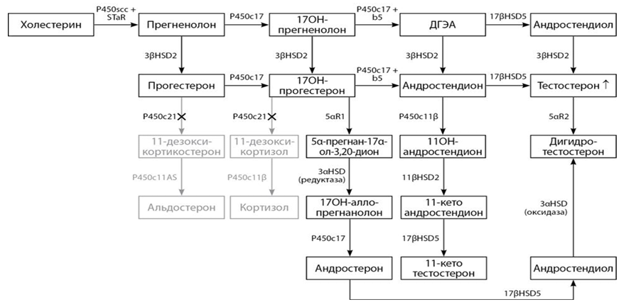 ris1b