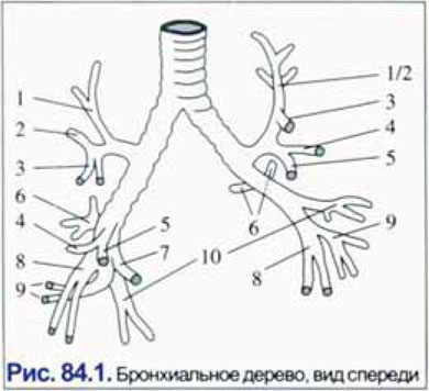 ris84.1