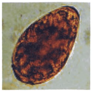 img21