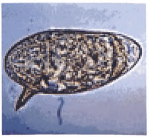 img24