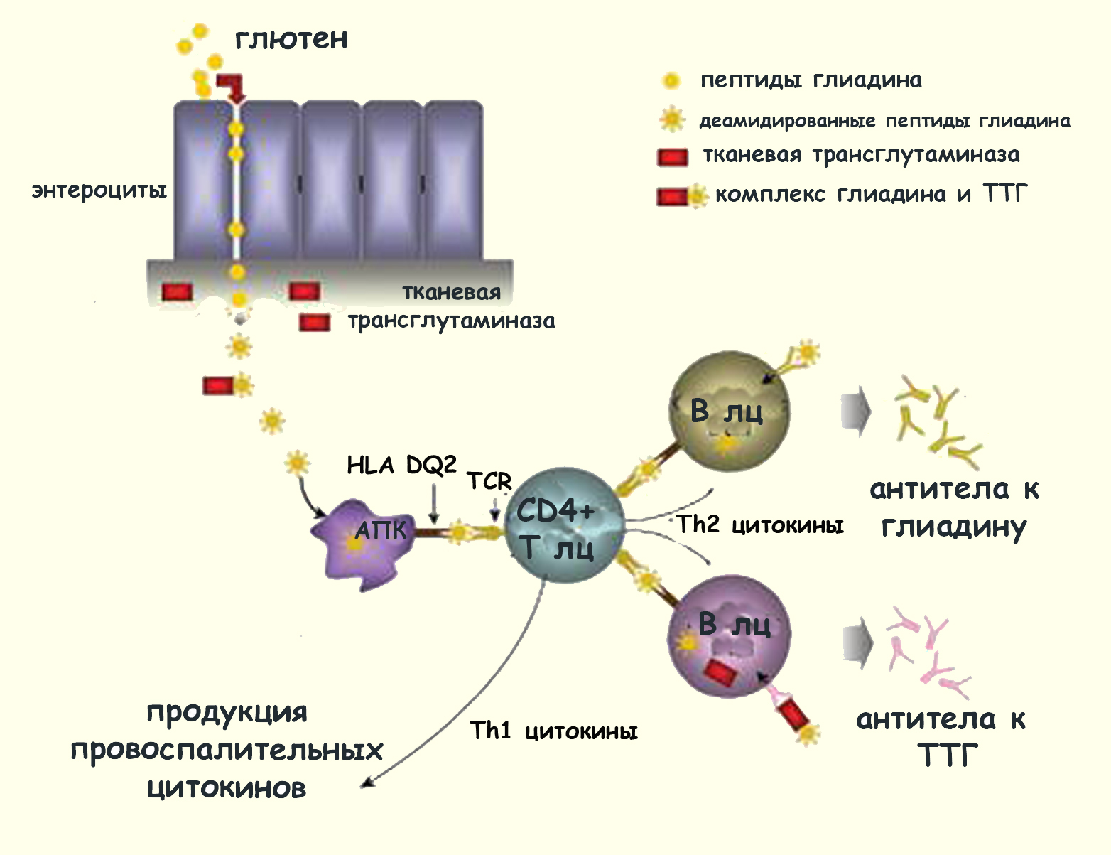 Трансглутаминаза igg. Патогенез целиакии схема. Целиакия патогенез схема. Патогенез целиакии у детей схема. Целиакия патогенез.