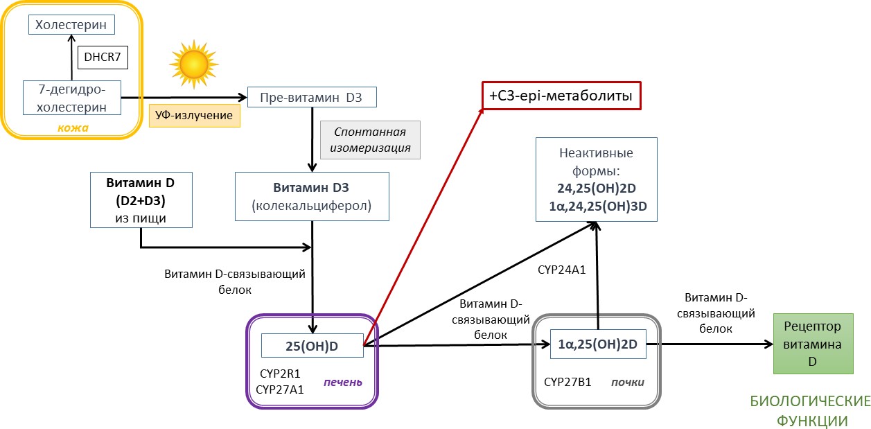 Витамин д клинические рекомендации 2024. Дефицит витамина д клинические рекомендации. Метаболиты витамина д. Витаминотерапия клинические рекомендации. Метаболизм витамина д схема.