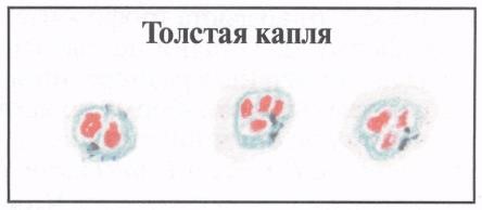 image31